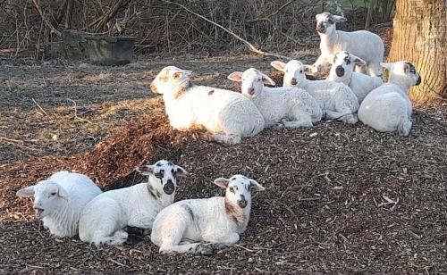Lammetjes-1 (1)
