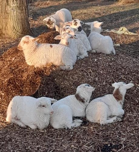 Lammetjes-2 (1)