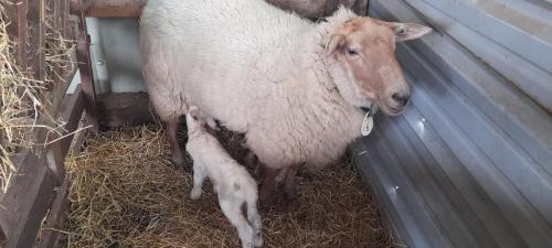 Lammetjes-4 (1)